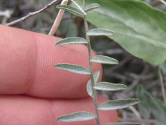 Astragalus bernardinus