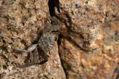 Parasesarma