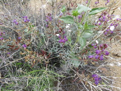 Astragalus bernardinus