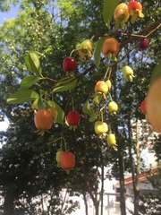 Eugenia involucrata