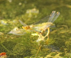 Enallagma signatum