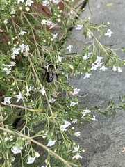 Bombus impatiens