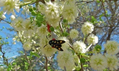 Arniocera auriguttata