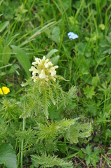 Pedicularis foliosa