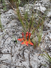 Babiana ringens australis