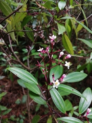 Miconia mexicana