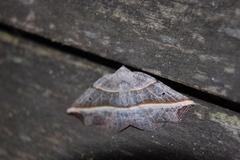 Metanema determinata