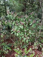 Miconia mexicana