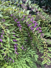 Callicarpa
