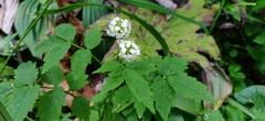 Cardamine leucantha