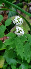 Cardamine leucantha