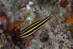 Blackstripe Cardinalfish photo 4