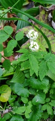 Cardamine leucantha