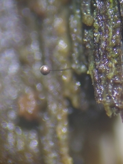 Macbrideola argentea