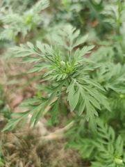Ambrosia artemisiifolia
