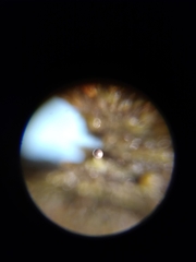 Macbrideola argentea