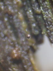 Macbrideola argentea