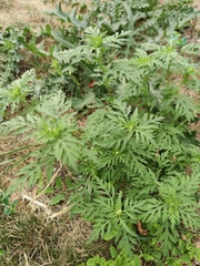 Ambrosia artemisiifolia