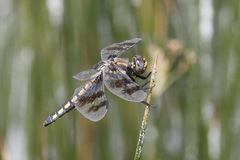 Plathemis subornata