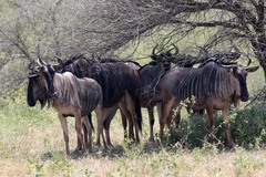 Connochaetes taurinus johnstoni