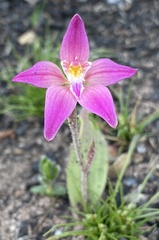 Caladenia × spectabilis