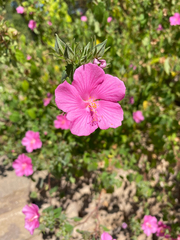 Pavonia lasiopetala