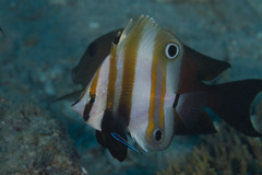 Coradion melanopus