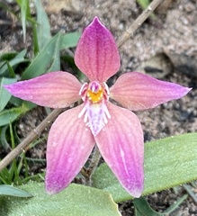 Caladenia × spectabilis