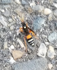 Ichneumon ambulatorius