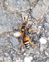 Ichneumon ambulatorius