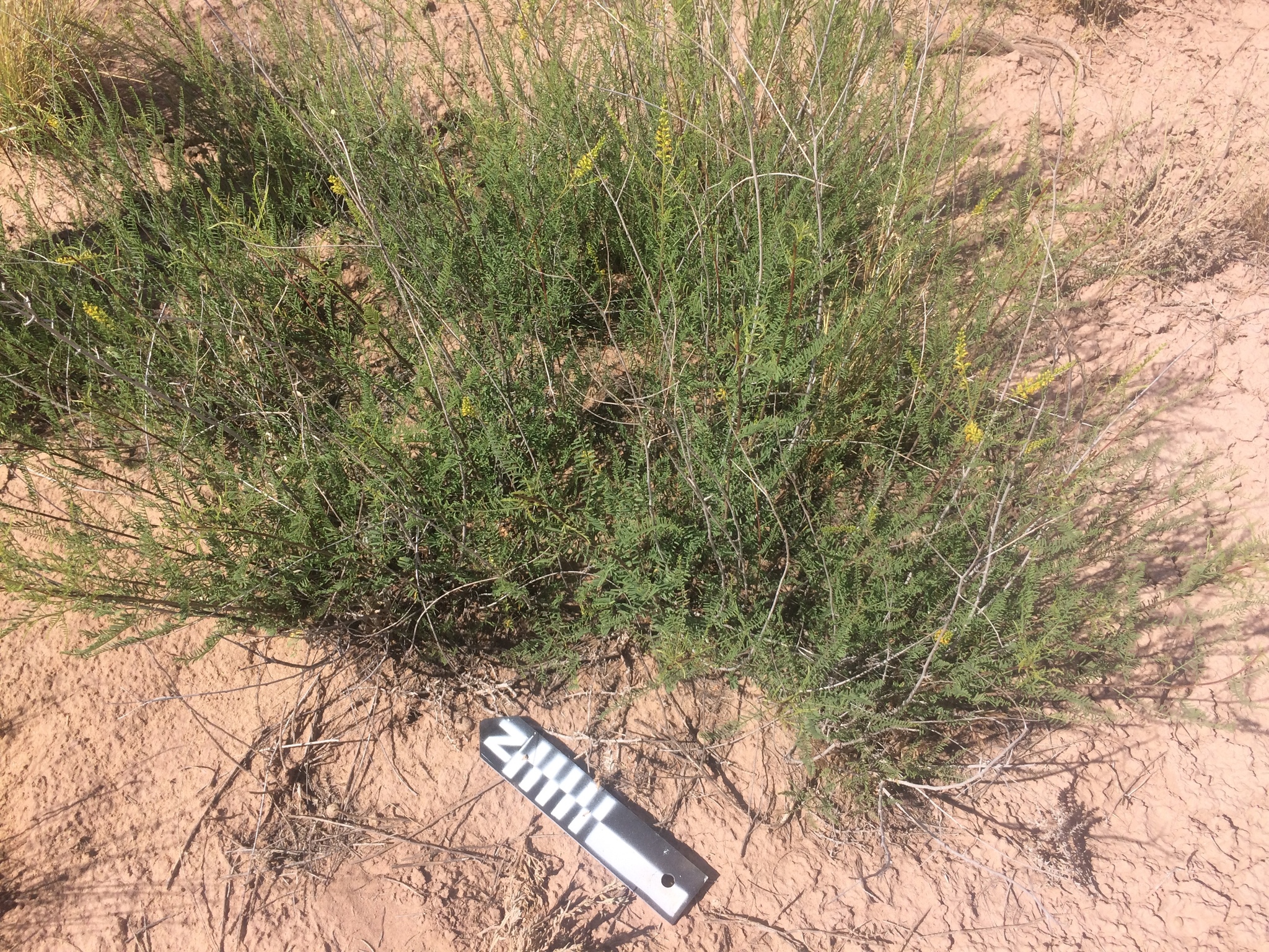 Parryella filifolia