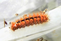 Acronicta rumicis