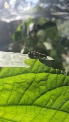 Consul fabius cecrops