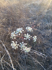 Perideridia kelloggii