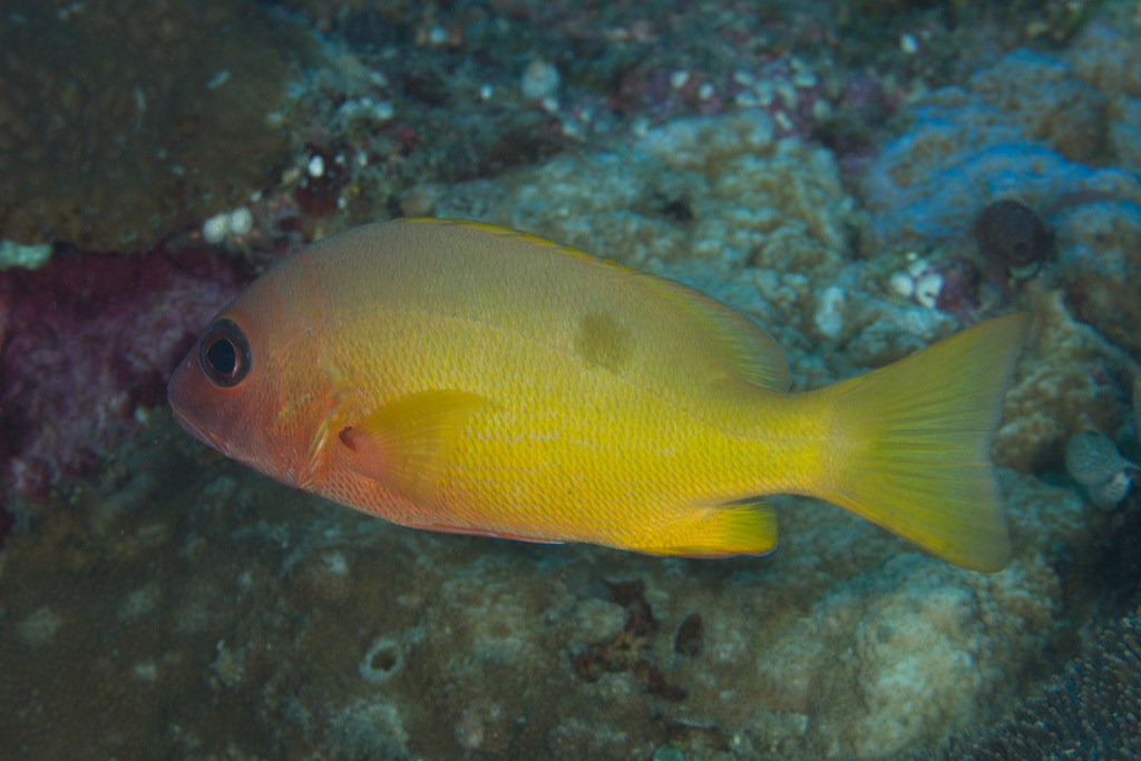 Moluccan Snapper