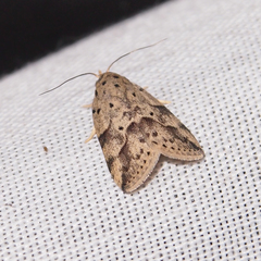 Giaura multipunctata