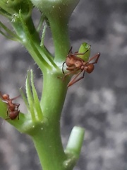 Acromyrmex octospinosus