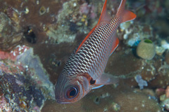 Myripristis violacea