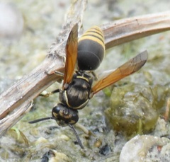Pachodynerus nasidens