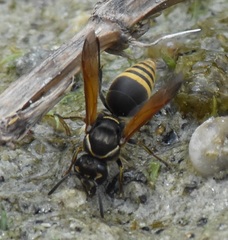 Pachodynerus nasidens