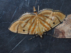 Notarcha tigrina