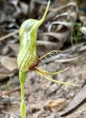 Pterostylis barbata