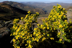Euryops subcarnosus