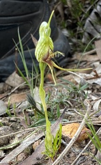 Pterostylis barbata