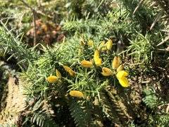Ulex gallii