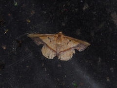 Fascellina plagiata
