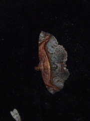 Eugnathia pulcherrima