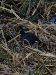 Gallinula galeata