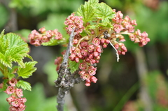 Ribes petraeum