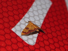 Isocentris filalis